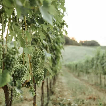 Perelli Winery Farmház Bucine