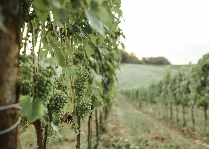 Perelli Winery Lantgård Bucine